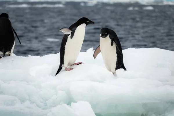 Pinguins Adelie Pygoscelis Adeliae Brincando Placa Gelo — Fotografia de Stock