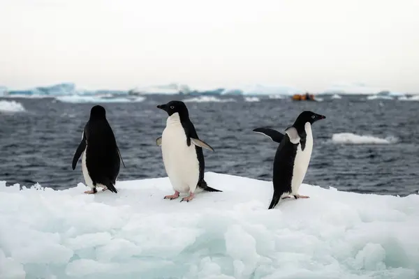 Tres Pingüinos Adelie Mirando Barco Del Zodíaco Que Cruza Cerca —  Fotos de Stock