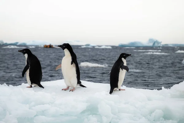 Pingüinos Adelie Hielo Rápido —  Fotos de Stock