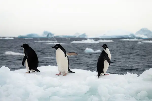 Adelie penguins on the ice block in the sea full of melting ice structures