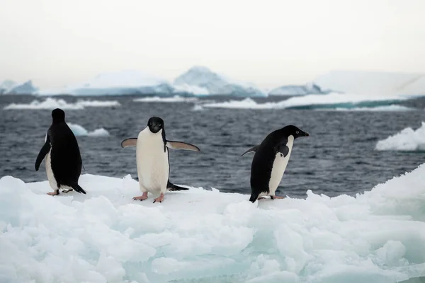 Three Adelie penguins resting on the iceberg which is drifting in the Weddell Sea, Antarctica