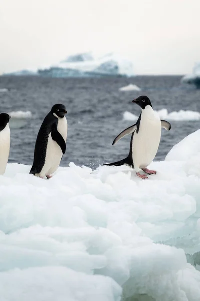 Pingouins Adélie Écartant Leurs Ailes Debout Sur Iceberg — Photo