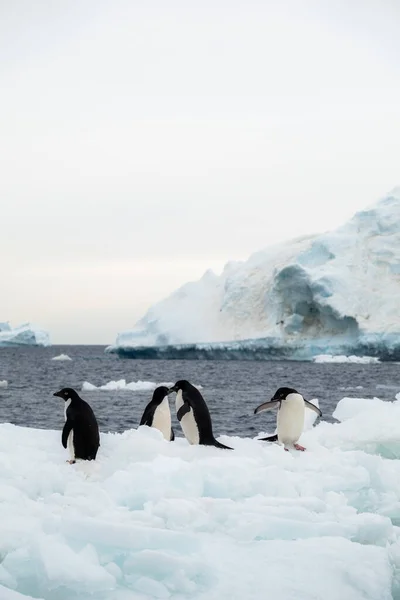 Quatro Pinguins Adelie Abatidos Frente Iceberg — Fotografia de Stock