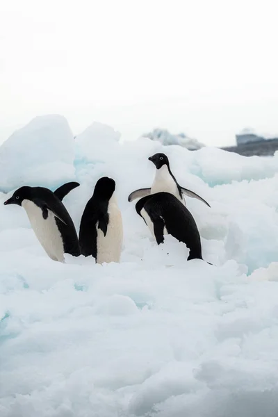 Zbliżenie Czterech Pingwinów Adelie — Zdjęcie stockowe