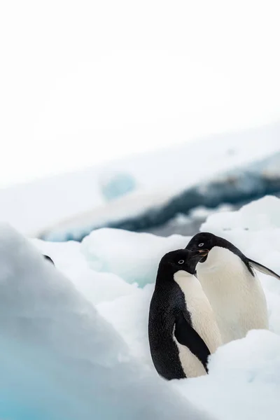 Lindos Pingüinos Adelie Pie Sobre Nieve — Foto de Stock