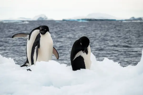 Drei Adelie Pinguine Der Antarktis Von Eisbergen Umgeben — Stockfoto