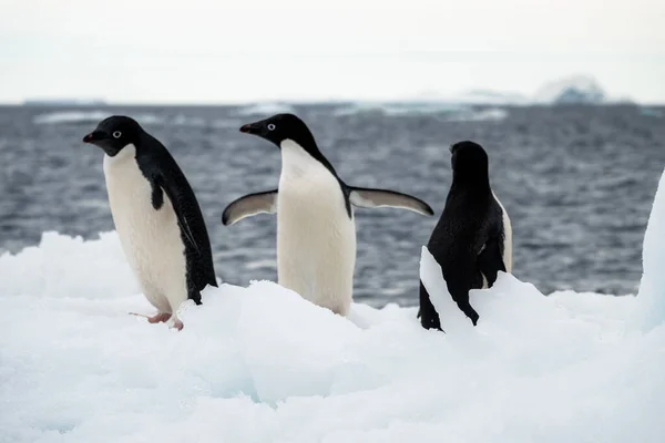 Primer Plano Tres Pingüinos Adelie Nieve —  Fotos de Stock