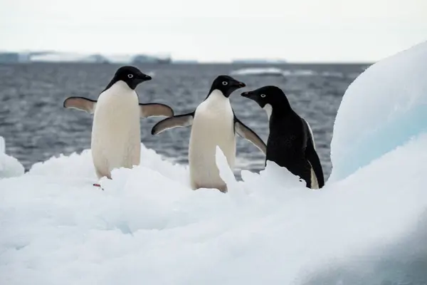 雪の上に立ってウェッデル海の氷山に漂う3つのアデリーペンギンのクローズアップ — ストック写真