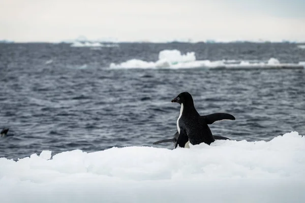 Adelie penguin preparing to jump into the cold sea