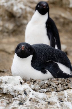 Adelie pengueni kayalık yuvaya uzanmış kameraya bakıyor.