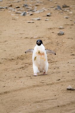 Adelie pengueni (Pygoscelis adeliae), Antarktika 'daki Seymour Adası' ndaki yuvaya kaya taşıyor.