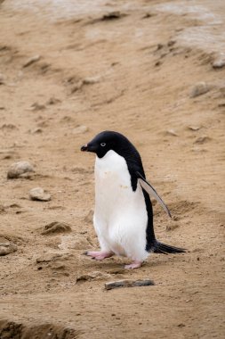 Bekar Adelie pengueni sahilde yürüyor, Seymour Adası, Antarktika