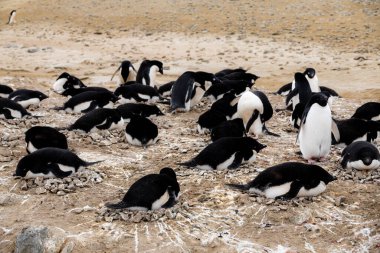 Nesting Adelie Penguins, Penguin Point, Seymour Island, Antarctica clipart