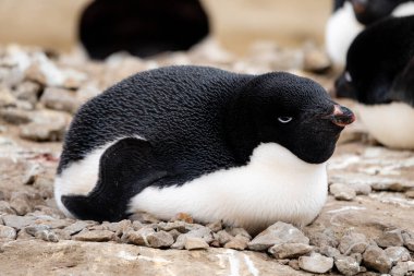 Closeup of Adlie penguin laying on penguin nest in Antarctica clipart