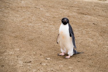 Adelie penguin standing on the ice-free ground in Antarctica clipart