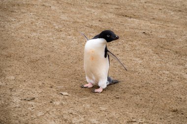 Adelie penguenine yakın çekim turuncu zeminde duruyor, Seymour Adası, Antarktika