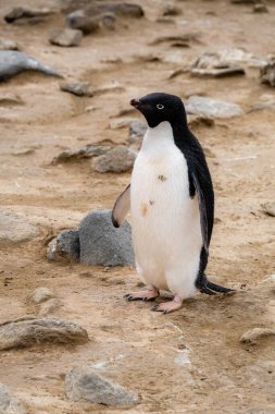 Adelie pengueni sahilde duruyor, Seymour Adası, Antarktika