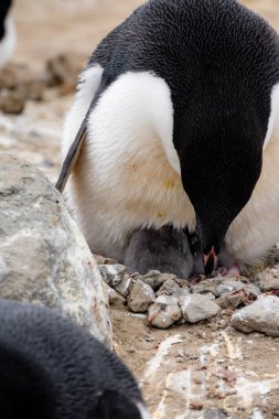 Adelie penguen ebeveyni ve iki penguen yavrusu
