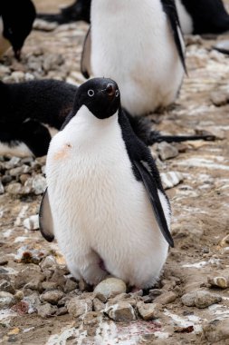 Adelie penguen ebeveyni, buzsuz zemindeki yuvadaki yumurtanın üzerinde duruyor.