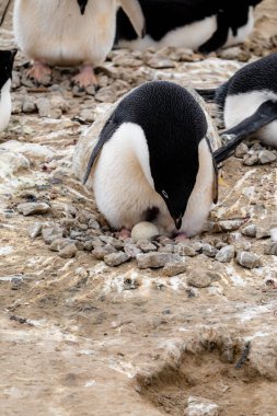Antarktika 'daki bir penguen kolonisindeki Adelie penguenlerinin yanında yumurtasıyla sevimli Adelie pengueni.