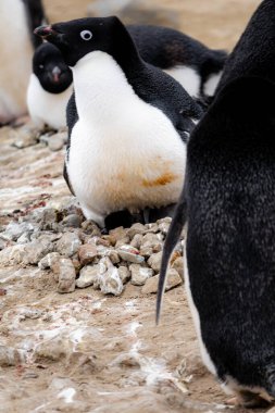 Adelie penguin parent sitting on the nest with Adelie chick clipart