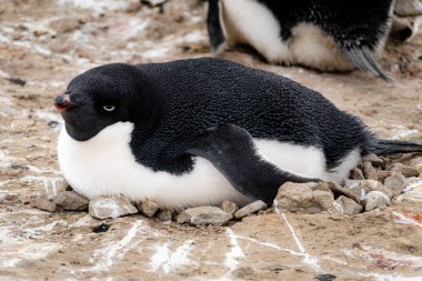 Adelie pengueni kanatlarını açmış kayalık yuvasında uzanıyor.