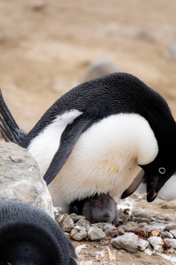 Yeni doğmuş Adelie pengueni yuvada yatıyor