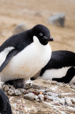 Adelie pengueni yeni doğmuş bir pengueni kuluçkaya yatırıyor, Marambio Adası, Antarktika
