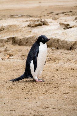 Adelie penguin, one of the most southerly distributed of all penguins clipart