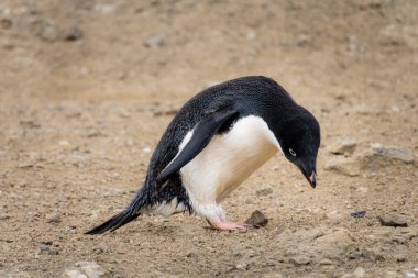 Adelie pengueni yerden bir taş almak için eğildi