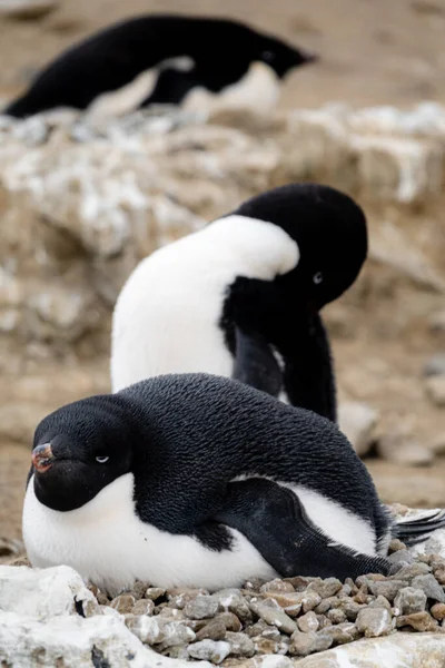 Nido Rocoso Del Pingüino Adelie — Foto de Stock