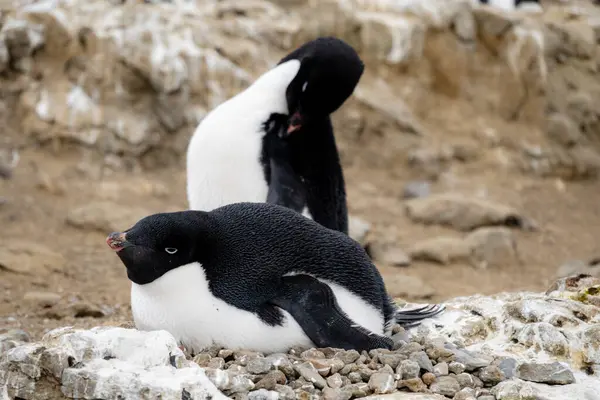 Dvojice Tučňáků Jejich Hnízdo — Stock fotografie