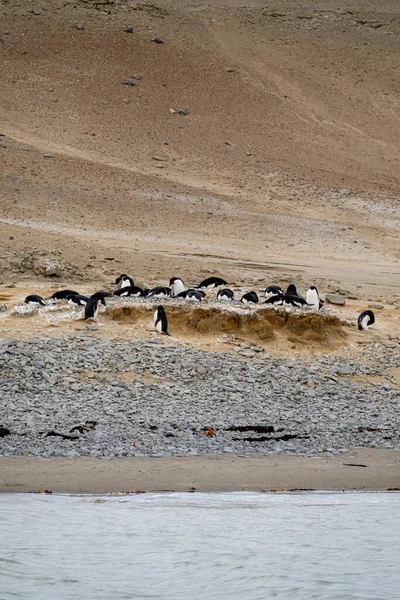 Adeliepingviner Som Häckar Vid Seymour Islands Stenstrand Antarktis — Stockfoto