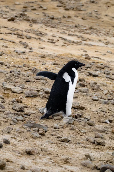 Μοναχικός Πιγκουίνος Περπατά Στο Βραχώδες Έδαφος Θέα Από Πίσω — Φωτογραφία Αρχείου