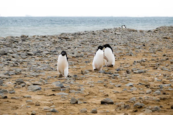 Adelie Πιγκουίνους Περπάτημα Στο Έδαφος Θάλασσα Weddell Στο Παρασκήνιο — Φωτογραφία Αρχείου