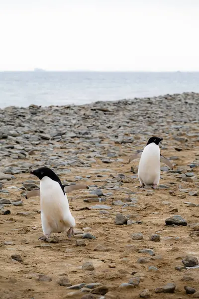 Two Adelie Penguins Walking Pebble Beach — Stock Photo, Image