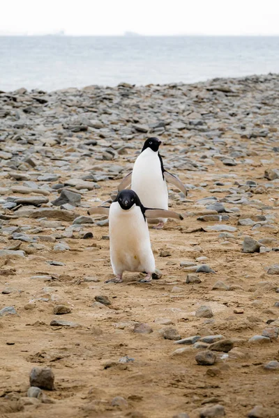 Ein Paar Adelie Pinguine Strand Von Seymour Island Der Antarktis — Stockfoto