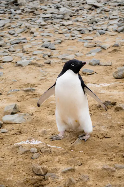 地面に立っているアデリーペンギンの垂直撮影 — ストック写真