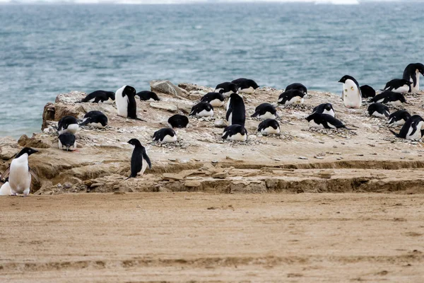 Adeliepingviner Som Häckar Vid Havet Sandstranden Antarktis — Stockfoto