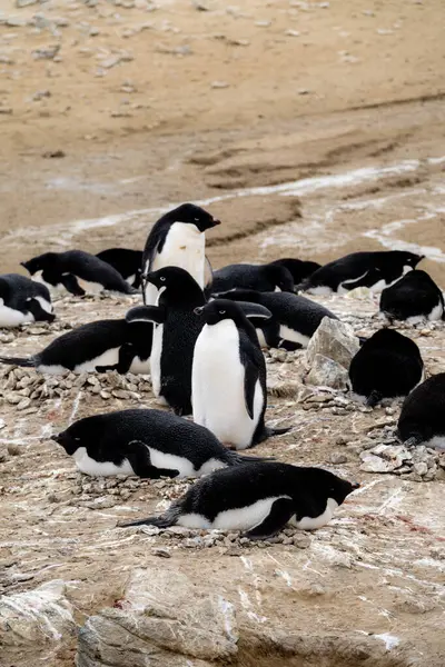Adelie Pinguine Ihrem Brutplatz Stehend Und Auf Ihren Nestern Liegend — Stockfoto