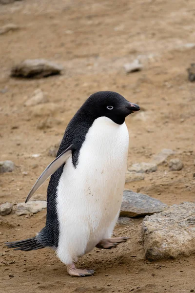 Adelie Tučňák Roztomilý Nelétající Mořský Pták Antarktické Oblasti — Stock fotografie