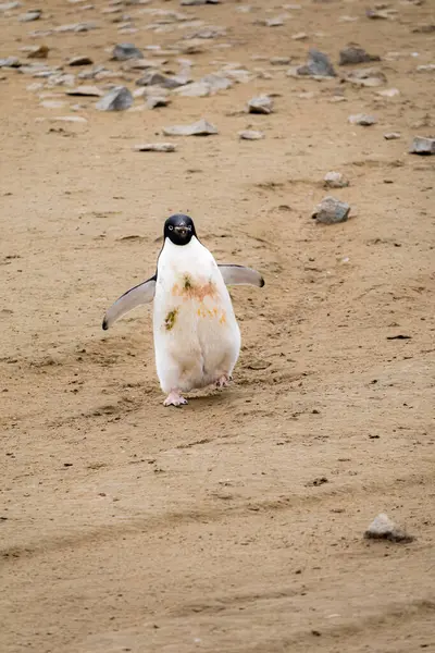 Adelie Penguin Carrying Rock His Beak — Stock Photo, Image