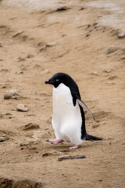 Single Adelie Πιγκουίνος Περπάτημα Στην Παραλία Seymour Island Ανταρκτική — Φωτογραφία Αρχείου