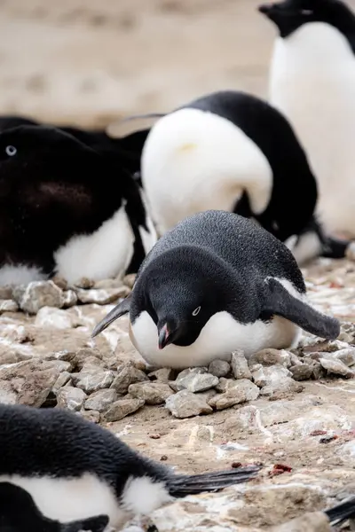 Adelie Pingvin Pygoscelis Adeliae Som Ligger Pingvinboet Vid Penguin Point — Stockfoto