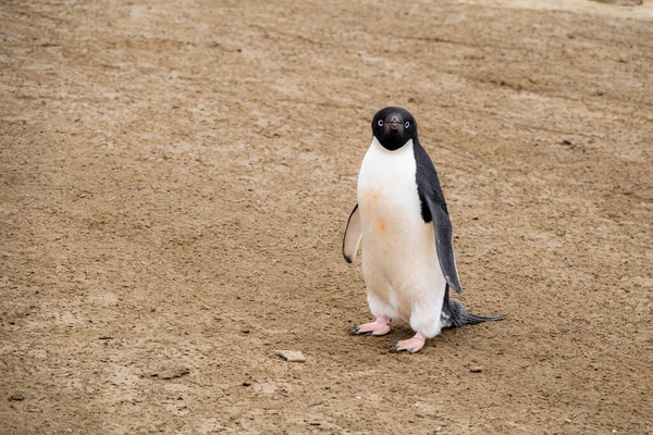 Adelie Pinguin Steht Auf Dem Eisfreien Boden Der Antarktis — Stockfoto