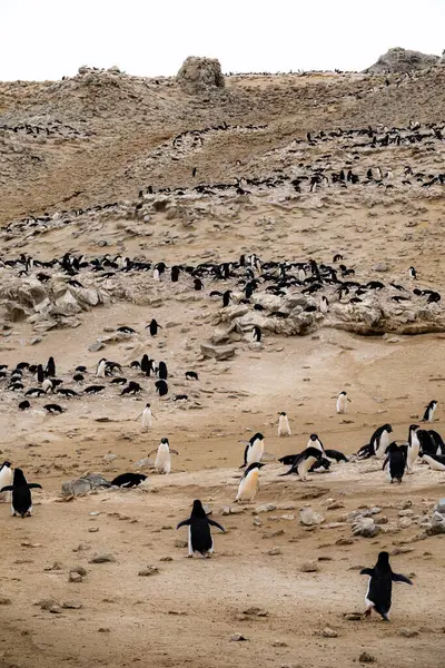 Büyük Adelie Penguen Kolonisi Penguen Noktası Seymour Adası Antarktika — Stok fotoğraf