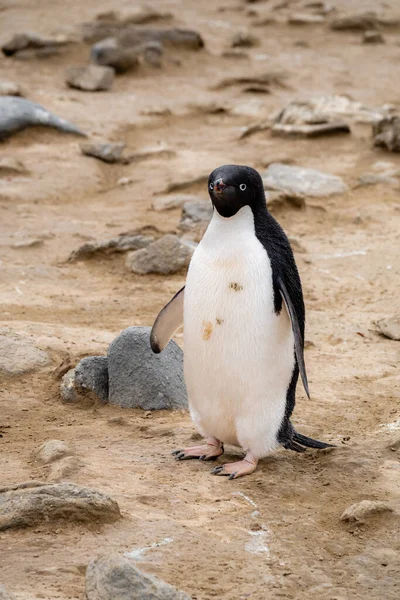 Pinguim Único Adelie Chão Laranja Coberto Com Pequenas Rochas — Fotografia de Stock
