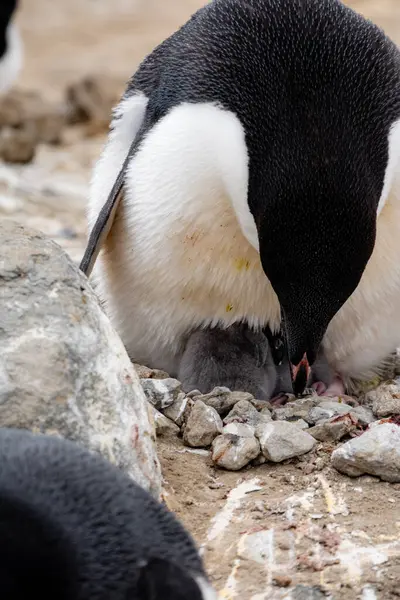 Adelie Pinguin Elternteil Mit Seinen Zwei Pinguin Küken — Stockfoto
