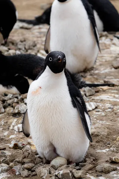 Adelie Pingvin Med Ägg Penguin Point Seymour Island Antarktis — Stockfoto