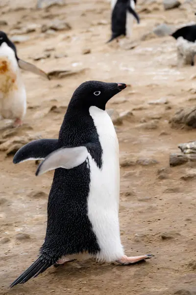 Pingwin Adelie Pygoscelis Adeliae Spacerujący Bezlodowej Ziemi Antarktydzie — Zdjęcie stockowe